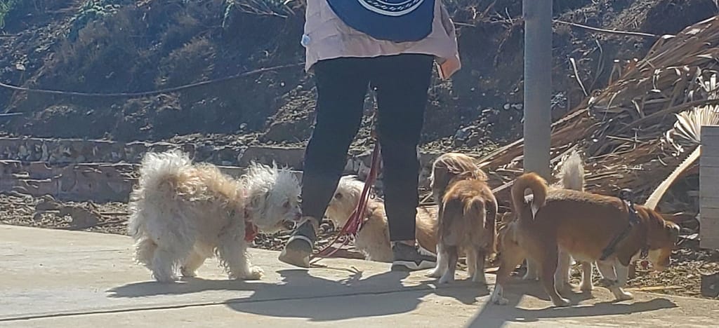 A woman walking four small dogs 