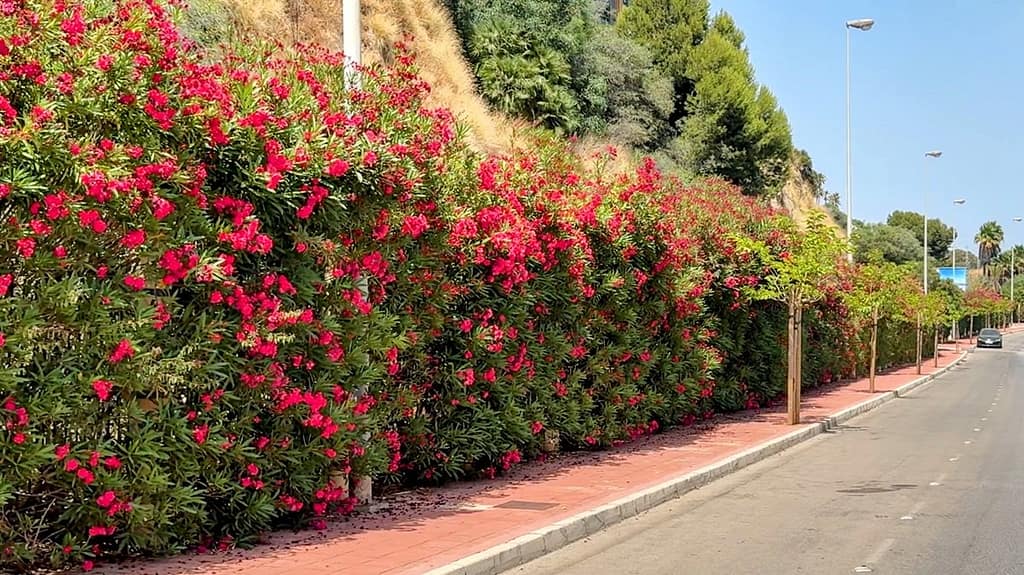 Red oleander plants on the roadside in Benalmadena, Spain