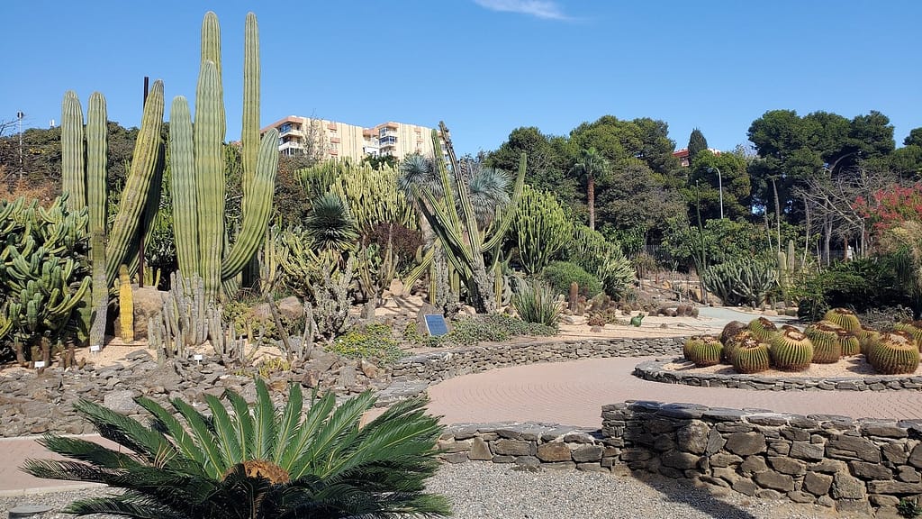Cactus garden in Paloma Park boasts an impressive variety of species