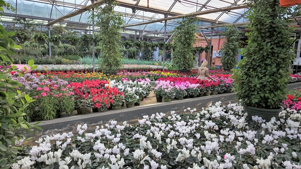 Plant nurseries, such Guzman viveros, are a joy to visit, along with Malaga gardens 