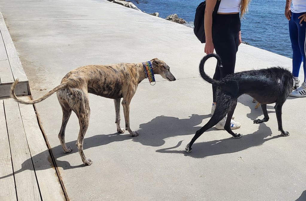 Black and brown Spanish hounds in a dog-friendly city