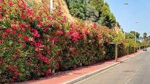 Red oleander plants on the roadside in Benalmadena, Spain
