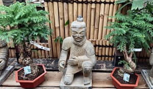 Guzman Viveros nursery has a large collection of bonsai trees, like the two specimens on the photo