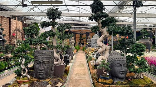 A visit to a local nursery, such as Guzman Viveros, is a good idea when exploring Malaga gardens